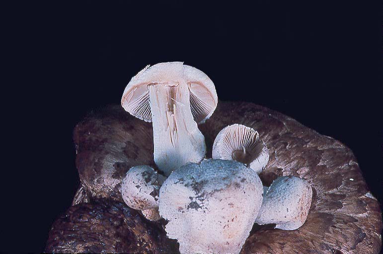 Psathyrella epimyces